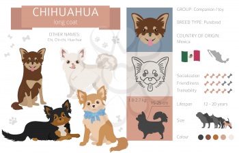 Chihuahua long coated dog isolated on white. Characteristic, color varieties, temperament info. Dogs infographic collection. Vector illustration
