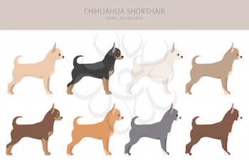 Chihuahua dogs different coat colors. Chihuahuas characters set.  Vector illustration