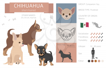 Chihuahua short coated dog isolated on white. Characteristic, color varieties, temperament info. Dogs infographic collection. Vector illustration