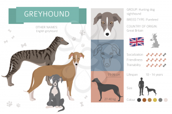 English greyhound dogs in different poses. Greyhounds characters set.  Vector illustration