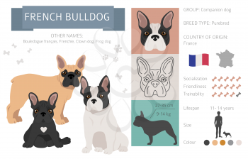 French bulldog dog isolated on white. Characteristic, color varieties, temperament info. Dogs infographic collection. Vector illustration