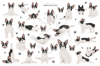 Yoga dogs poses and exercises. French bulldog clipart. Vector illustration