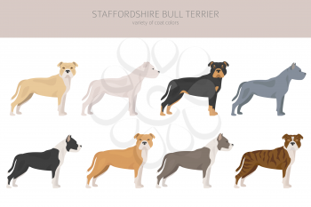 Pit bull type dogs. Staffordshire bull terrier. Different variaties of coat color bully dogs set.  Vector illustration