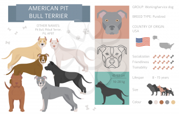 American pit bull terrier dog isolated on white. Characteristic, color varieties, temperament info. Dogs infographic collection. Vector illustration