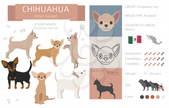 Chihuahua short coated dog isolated on white. Characteristic, color varieties, temperament info. Dogs infographic collection. Vector illustration