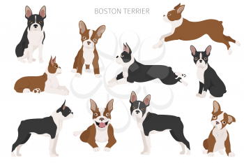 Boston terrier clipart. Different poses set. Adult and boston terrier puppy. Vector illustration