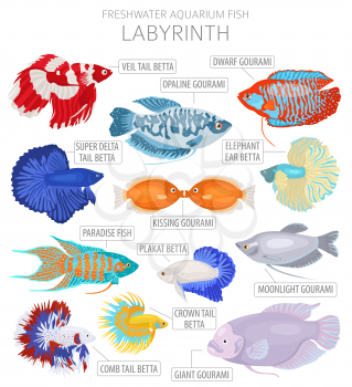 Labyrinth fish. Freshwater aquarium fish icon set flat style isolated on white.  Vector illustration