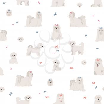 Maltese dogs in different poses seamless pattern. Vector illustration