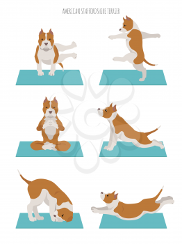 Yoga dogs poses and exercises poster design. American staffordshire terrier clipart. Vector illustration