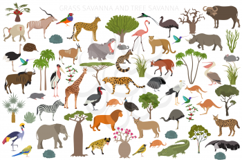 Tree savanna and grass savanna biome, natural region infographic. Woodland and grassland savannah, prarie, pampa. Animals, birds and vegetations ecosystem design set. Vector illustration