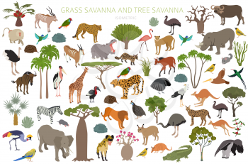 Tree savanna and grass savanna biome, natural region isometric 3d infographic. Woodland and grassland savannah, prarie, pampa. Animals, birds and vegetations ecosystem design set. Vector illustration