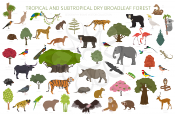Tropical and subtropical dry broadleaf forest biome, natural region infographic. Seasonal forests. Animals, birds and vegetations ecosystem design set. Vector illustration