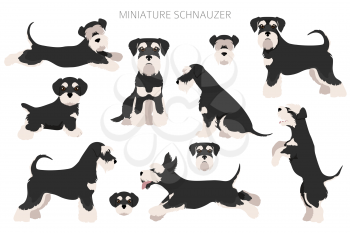 Miniature schnauzer dogs in different poses and coat colors. Adult and puppy scottie set.  Vector illustration