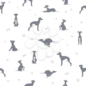 Italian greyhound seamless pattern. Different poses, coat colors set.  Vector illustration