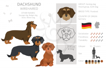 Dachshund wire haired clipart. Different poses, coat colors set.  Vector illustration