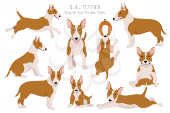 Bull terrier clipart. Different poses, coat colors set.  Vector illustration