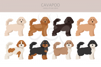 Cavapoo mix breed clipart. Different poses, coat colors set.  Vector illustration