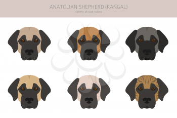 Anatolian shepherd all colours clipart. Different coat colors and poses set.  Vector illustration