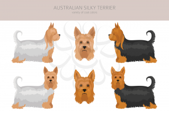 Australian silky terrier all colours clipart. Different coat colors and poses set.  Vector illustration