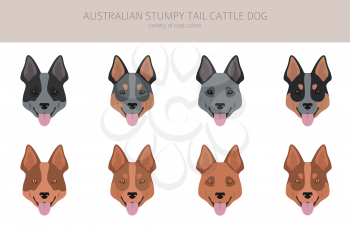 Australian stumpy tail cattle dog all colours clipart. Different coat colors and poses set.  Vector illustration