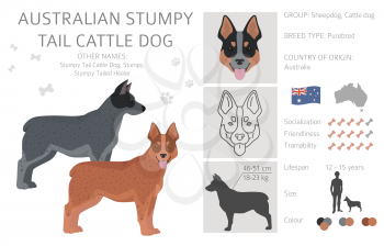 Australian stumpy tail cattle dog all colours clipart. Different coat colors and poses set.  Vector illustration