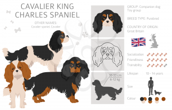 Cavalier King Charles spaniel clipart. Different poses, coat colors set.  Vector illustration
