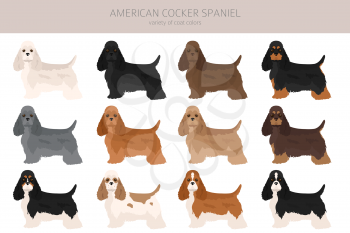 American cocker spaniel all colours clipart. Different coat colors set.  Vector illustration