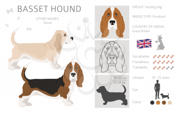 Basset hound clipart. Different coat colors and poses set.  Vector illustration