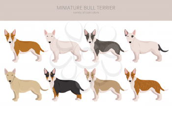 Miniature bull terrier clipart. Different poses, coat colors set.  Vector illustration