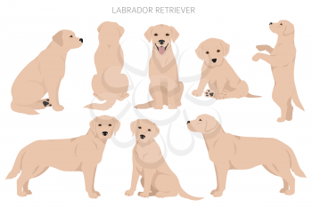 Labrador retriever dogs in different poses and coat colors clipart. Vector illustration