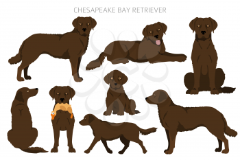 Chesapeake bay retriever clipart. Different poses, coat colors set.  Vector illustration