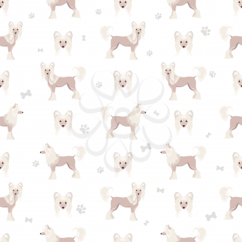 Chinese crested dog hairless variety seamless pattern. Different poses, coat colors set.  Vector illustration