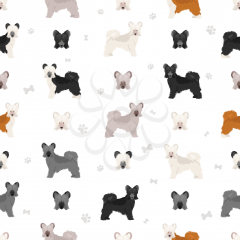 Chinese crested dog coated variety seamless pattern. Different poses, coat colors set.  Vector illustration