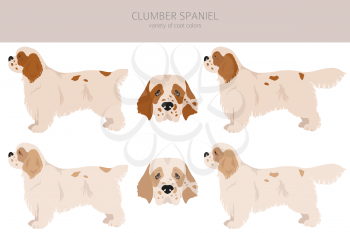 Clumber spaniel clipart. Different poses, coat colors set.  Vector illustration