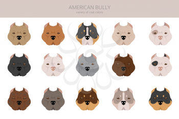 American bully all colours clipart. Different coat colors set.  Vector illustration