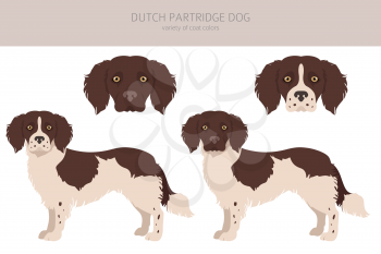 Dutch partridge dog clipart. Different poses, coat colors set.  Vector illustration