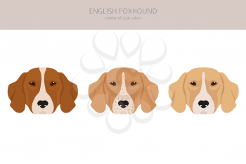 English foxhound clipart. Different poses, coat colors set.  Vector illustration