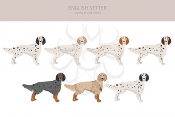 English setter clipart. Different poses, coat colors set.  Vector illustration