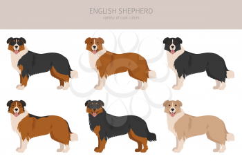 English shepherd clipart. Different poses, coat colors set.  Vector illustration