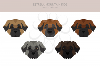Estrela mountain dog clipart. Different poses, coat colors set.  Vector illustration