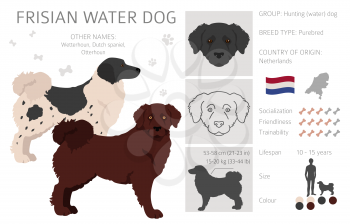 Frisian water dog clipart. Different poses, coat colors set.  Vector illustration
