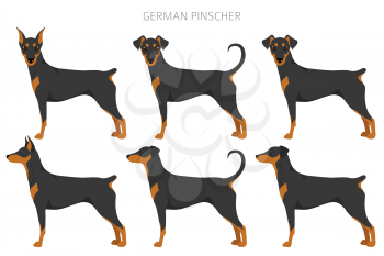 German pinscher clipart. Different poses, coat colors set.  Vector illustration