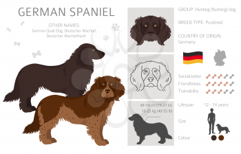 German spaniel clipart. Different poses, coat colors set.  Vector illustration