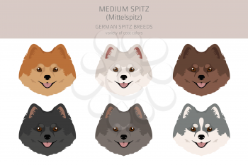 German spitz, Medium spitz clipart. Different poses, coat colors set.  Vector illustration