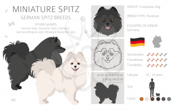 German spitz, Miniature spitz clipart. Different poses, coat colors set.  Vector illustration
