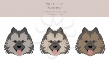 German spitz, Wolfspitz clipart. Different poses, coat colors set.  Vector illustration