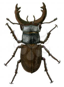 Royalty Free Clipart Image of a Stag Beetle 