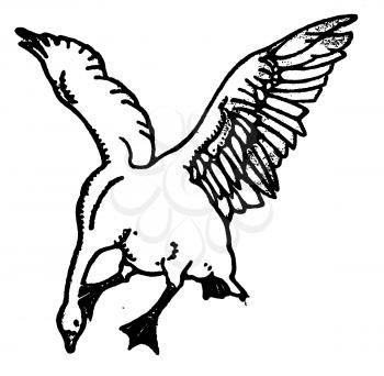 Royalty Free Clipart Image of a Goose Flying