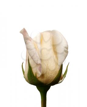 A rose bud isolated on white background