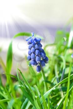 Blooming flower of blue hyacinth in the grass